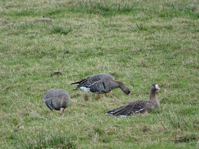 中屡屡取胜 中屡屡取胜