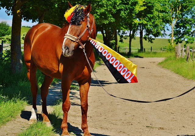 Nathan McSweeney再次成为澳大利亚 A 队在麦凯对阵印度 A 队的第二局最佳得分手.